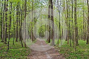 Forest path among tall, green trees in spring