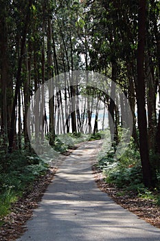 Forest path between tall pine trees.