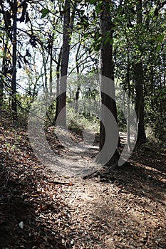 Winding dirt path lined by trees in forest