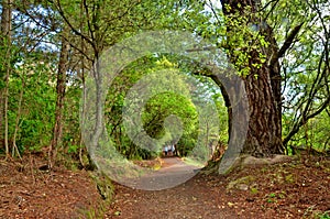 Forest Path, Taupo, New Zealand