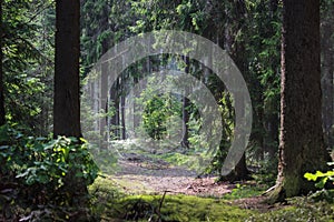 Forest path in the thicket of coniferous old forest