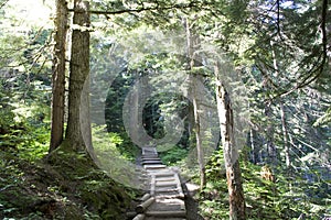 Forest path trail