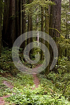 Forest Path Travel Around Large Old Growth Redwood