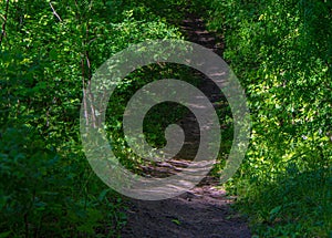 Forest path among trees in an impenetrable forest