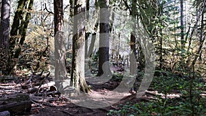 A forest path with trees and logs