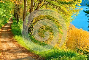 Forest path tunnel through trees near lake, scenic nature autumn landscape panorama view,Scenic nature landscape