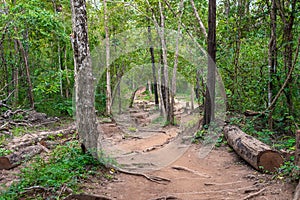 Forest path Up on Phu Kradueng