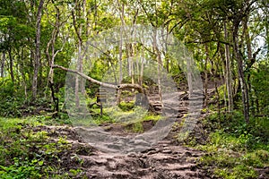 Forest path Up on Phu Kradueng