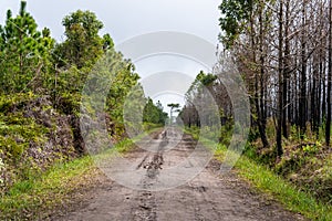 Forest path Up on Phu Kradueng