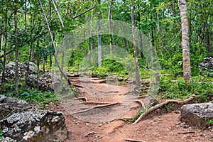 Forest path Up on Phu Kradueng