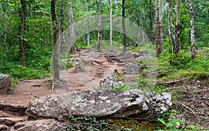 Forest path Up on Phu Kradueng