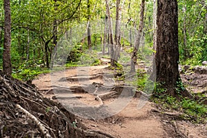 Forest path Up on Phu Kradueng.