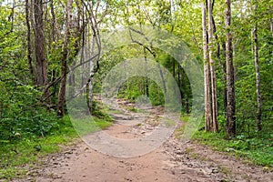 Forest path Up on Phu Kradueng.