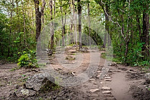 Forest path Up on Phu Kradueng.