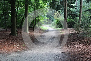 Forest path, Utrechtse heuvelrug