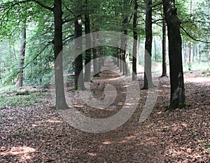 Forest path, Utrechtse heuvelrug