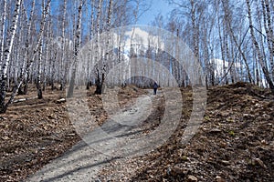 Forest path in a white birch grove. Early spring in the forest with last year\'s foliage. A man walks through a birch grove.
