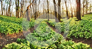 Forest path through wild garlic - Allium ursinum