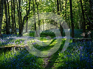 A forest path winds through a forest of bluebells