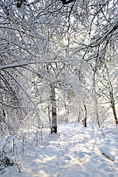 Forest path in winter