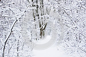 Forest path in winter, Kosutnjak forest, Belgrade