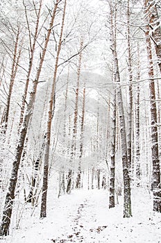 Forest path in the winter