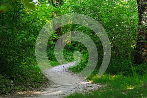 Forest path, wood road