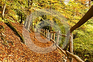 Forest path with wooden fence photo