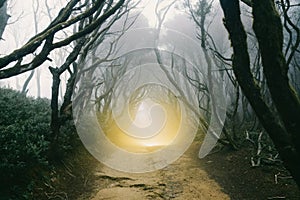 A forest path with a yellow light shining through the trees