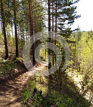 Forest paths of the taiga. The shores of Lake Baikal, Irkutsk. Siberia