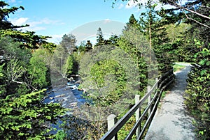 Forest pathway