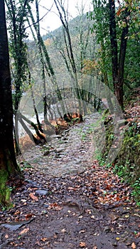Forest Pathway along the river photo
