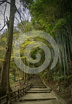 Forest pathway with bamboo at Myoo-In shrine in Fukuyama, Hisohima perfecture