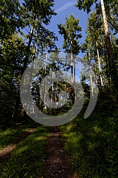 A shadowy pattern cast across the forest path