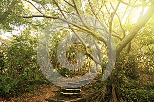 Forest pathway with stairs