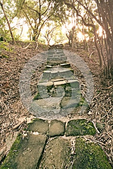 Forest pathway with stairs