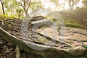 Forest pathway with stairs