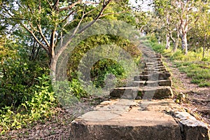 Forest pathway with stairs