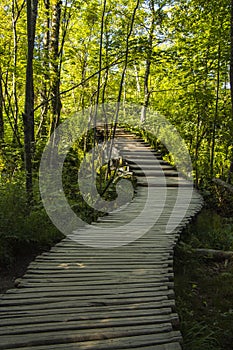 Forest pathway in the sunshine