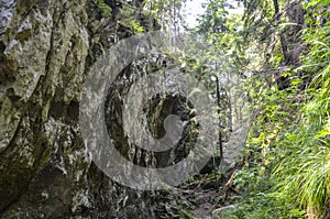Forest pathway surrounded by lush greenery, featuring towering trees, moss-covered rocks of Dovbush pantries photo