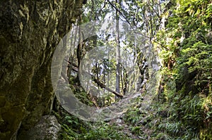 Forest pathway surrounded by lush greenery, featuring towering trees, moss-covered rocks of Dovbush pantries photo