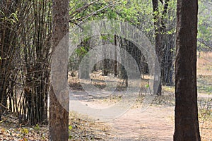 Forest pathway through Tadoba Wildlife Sanctuary in India