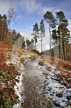 Forest pathway, Thirlmere, Cumbria photo