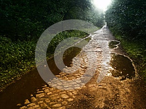 Forest paved path photo