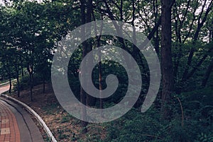 Forest and pavement in Namsan park