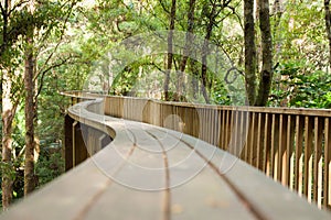 Forest pedestrian bridge