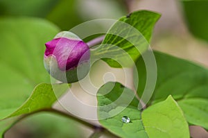 Forest peony with a Dewdrop on a leaf