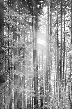 Forest with perfect straight trees. Sunbeams passing through