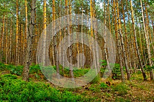 forest in the Pfalz