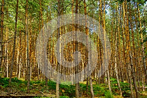 forest in the Pfalz